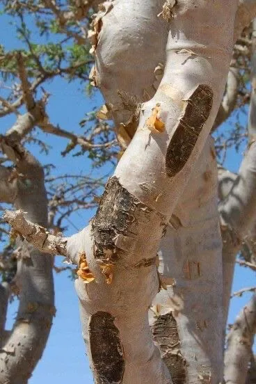 Pale, papery Boswellia bark