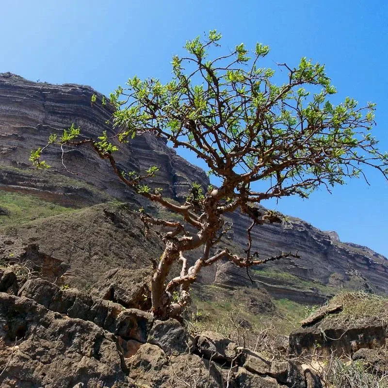 A Boswellia tree growing from a limestone slope