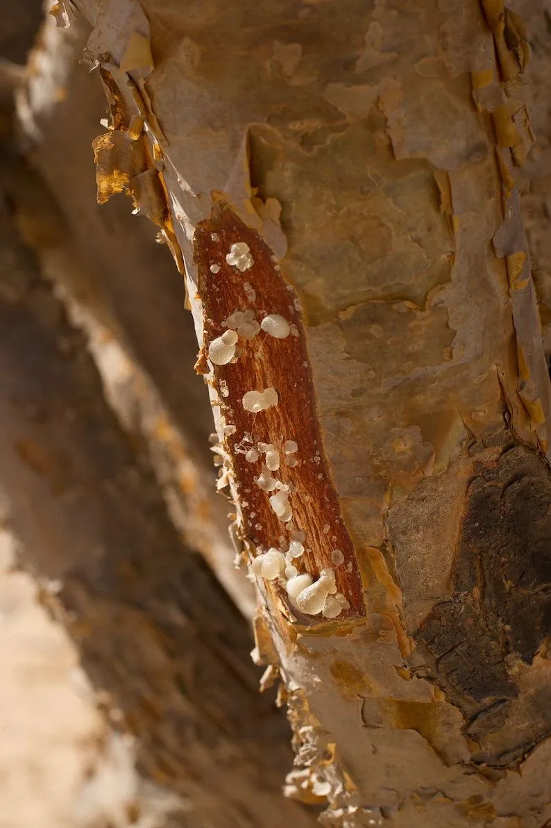 Resin weeping from a cut in the bark